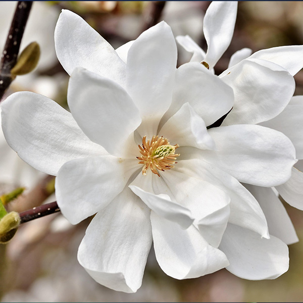 White magnolia blossom